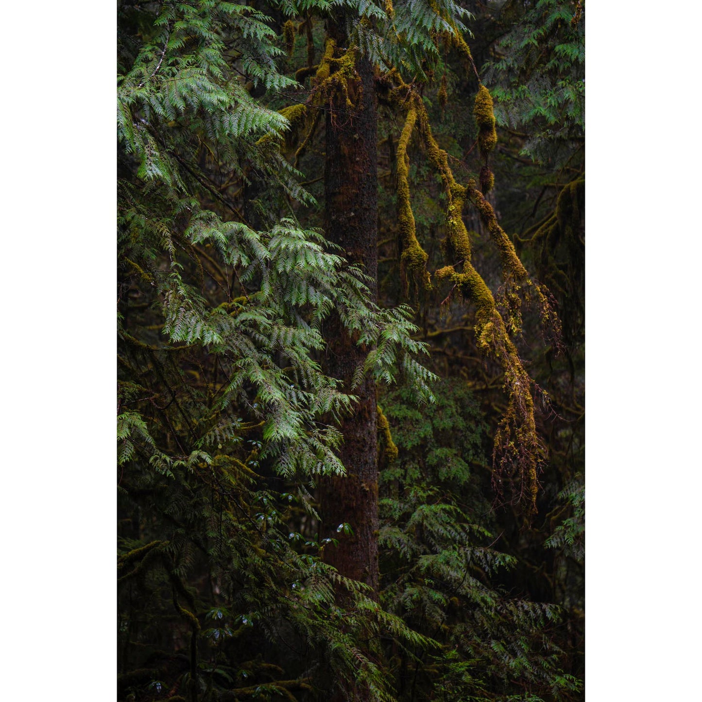 January 29, 2020 - Willamette National Forest, Oregon