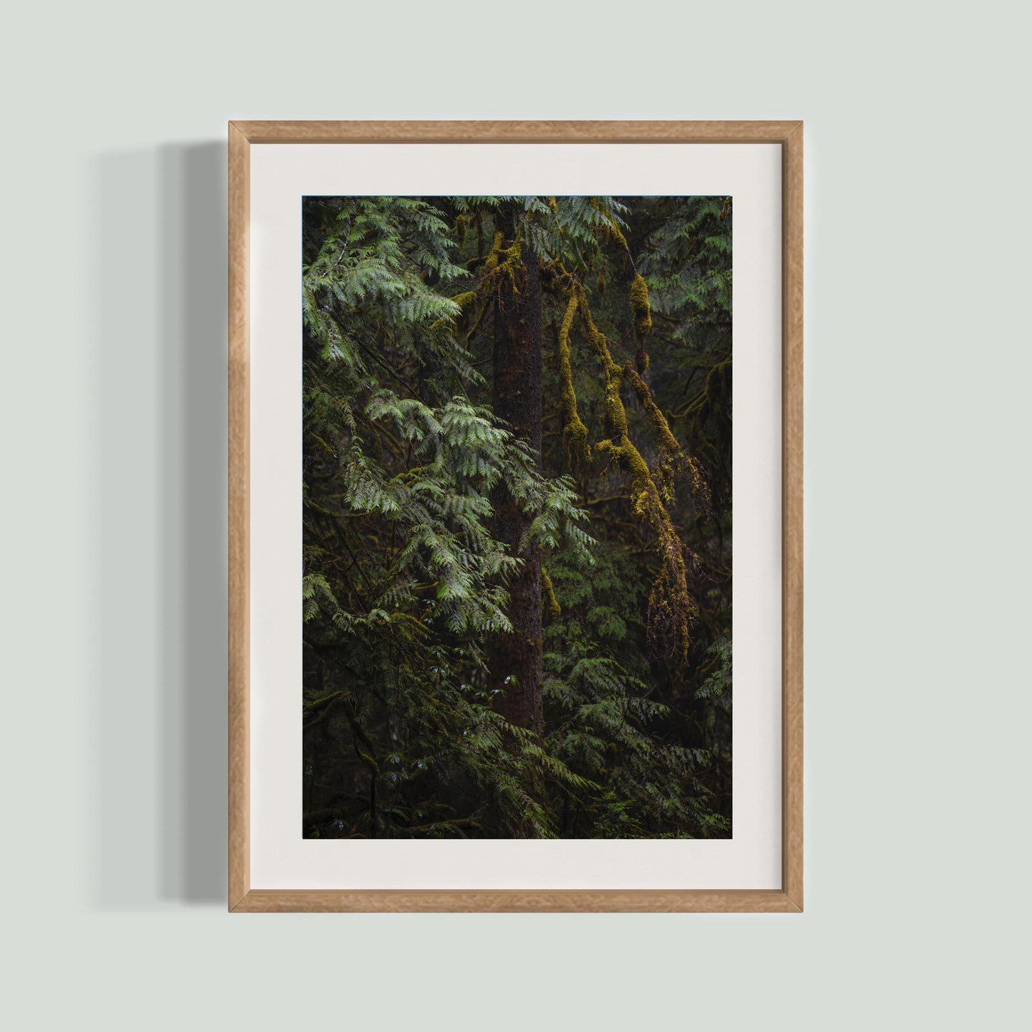 January 29, 2020 - Willamette National Forest, Oregon