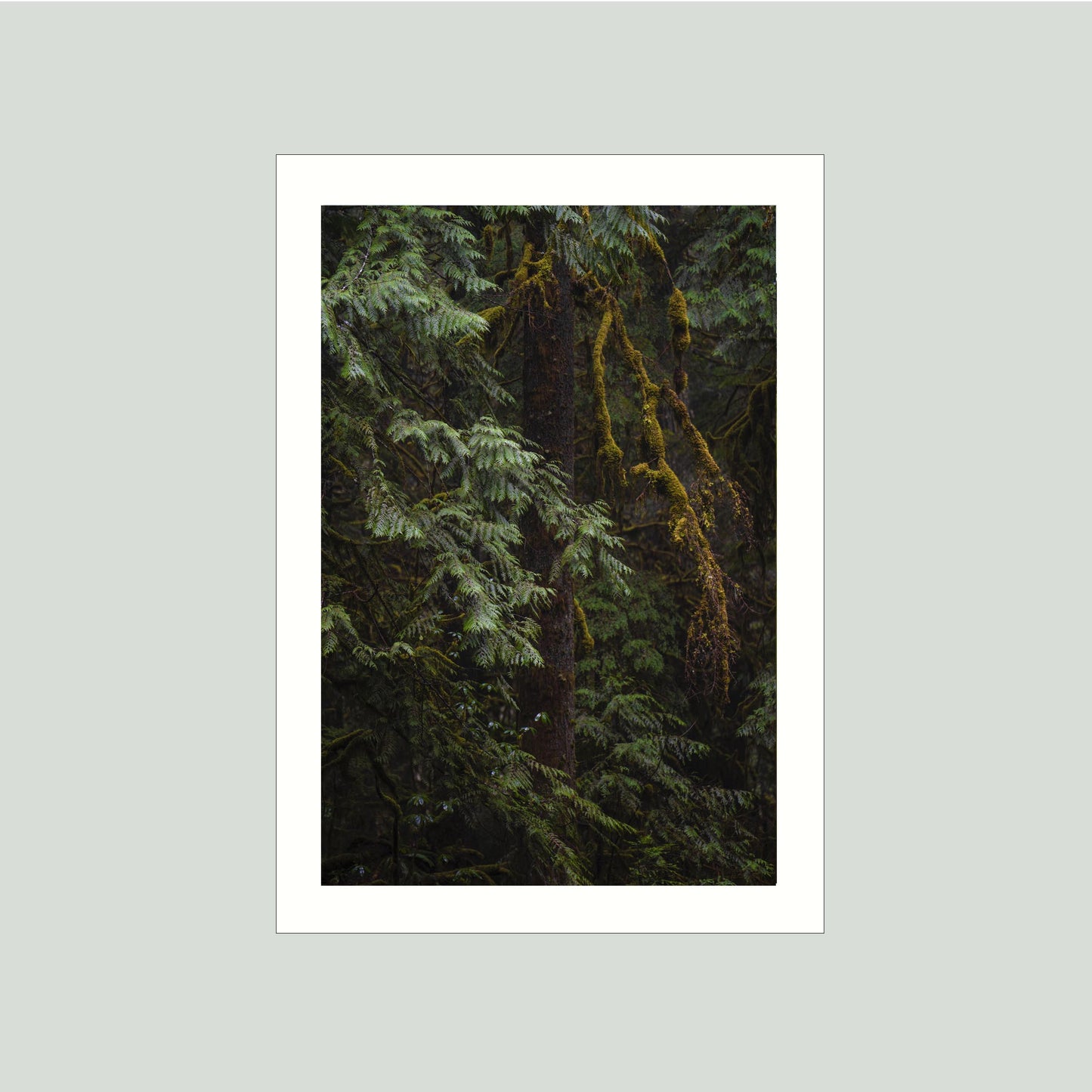 January 29, 2020 - Willamette National Forest, Oregon
