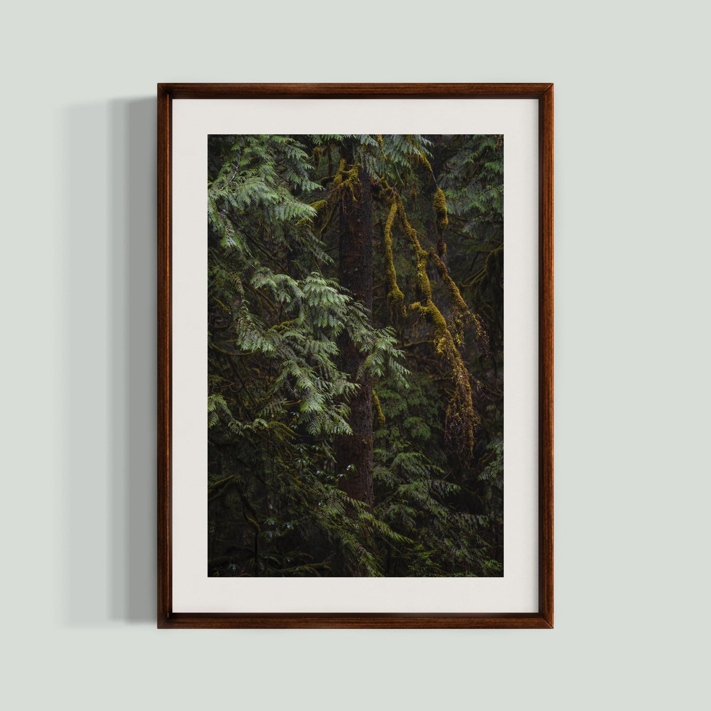 January 29, 2020 - Willamette National Forest, Oregon