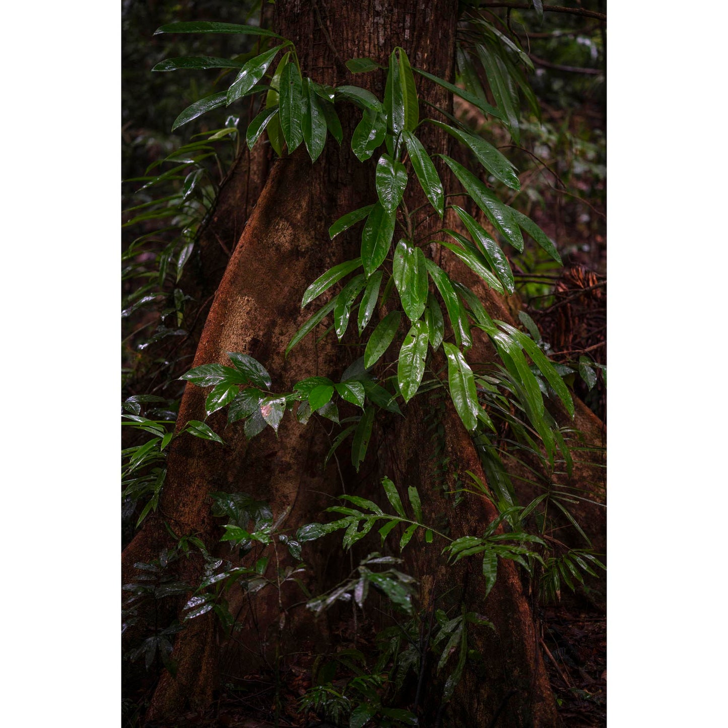 July 26 2024 - Daintree National Park, Australia