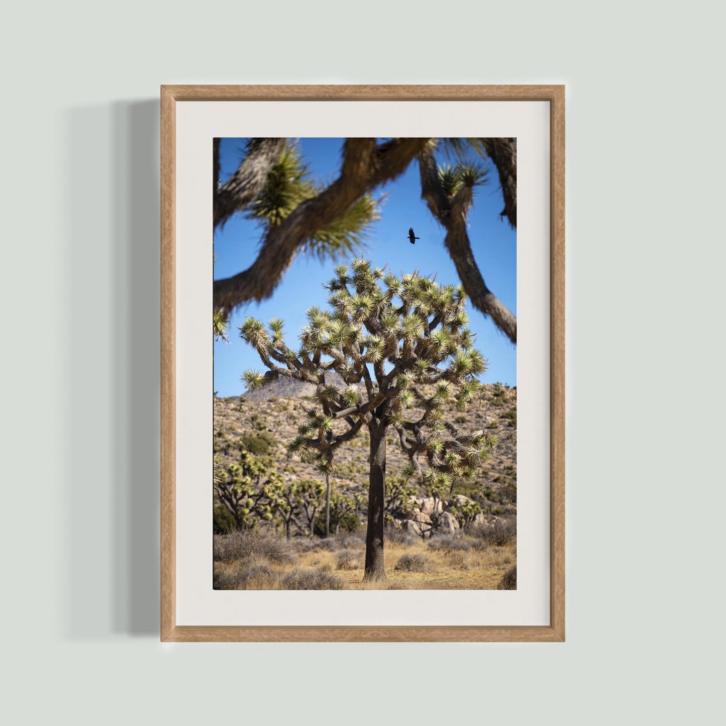 November 12, 2024 - Joshua Tree National Park, California