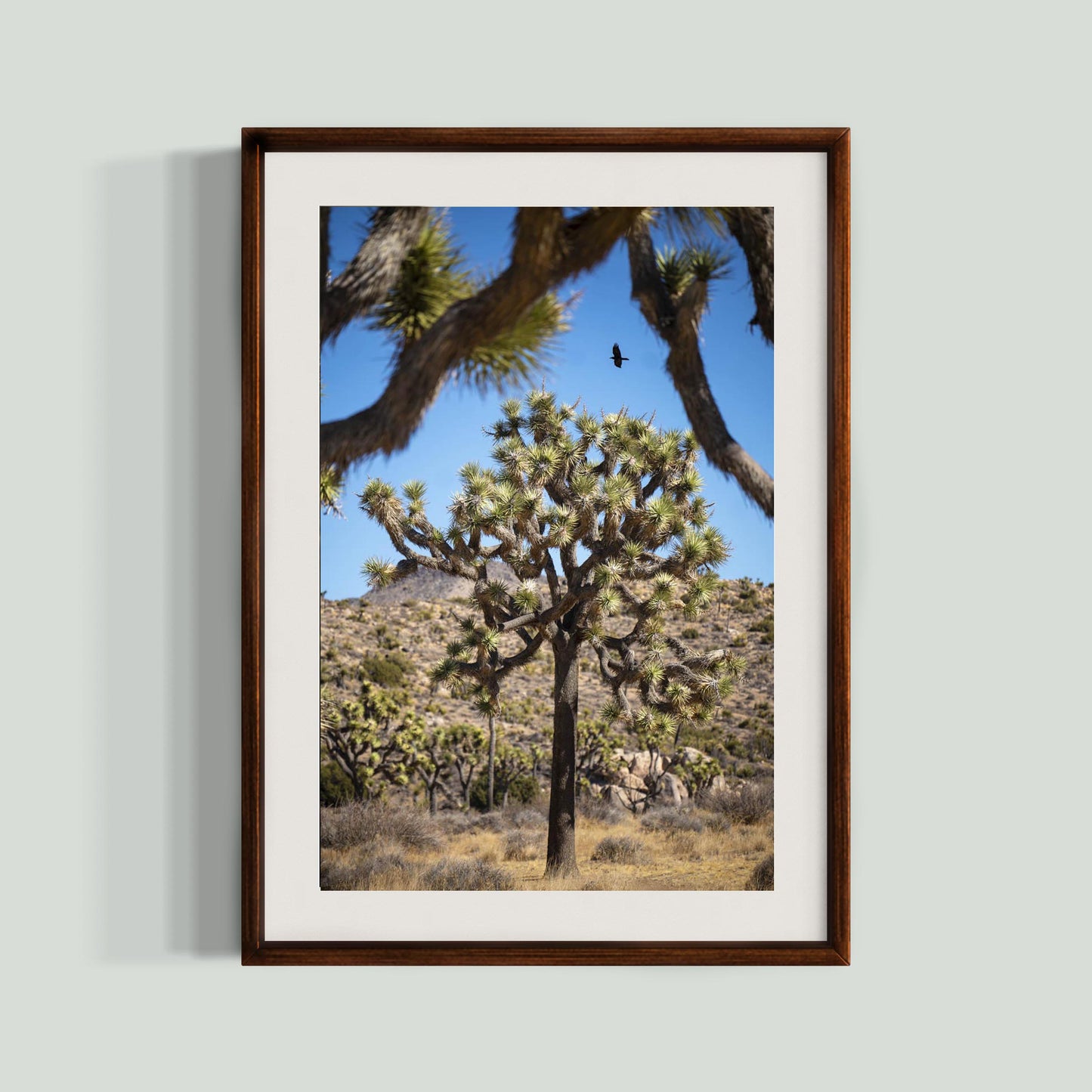 November 12, 2024 - Joshua Tree National Park, California