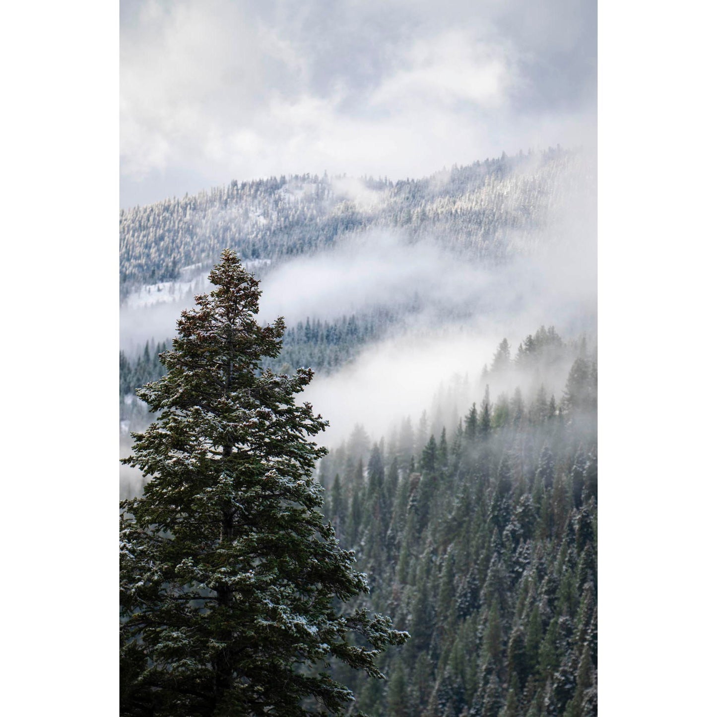 November 2, 2024 - Tahoe National Forest, California