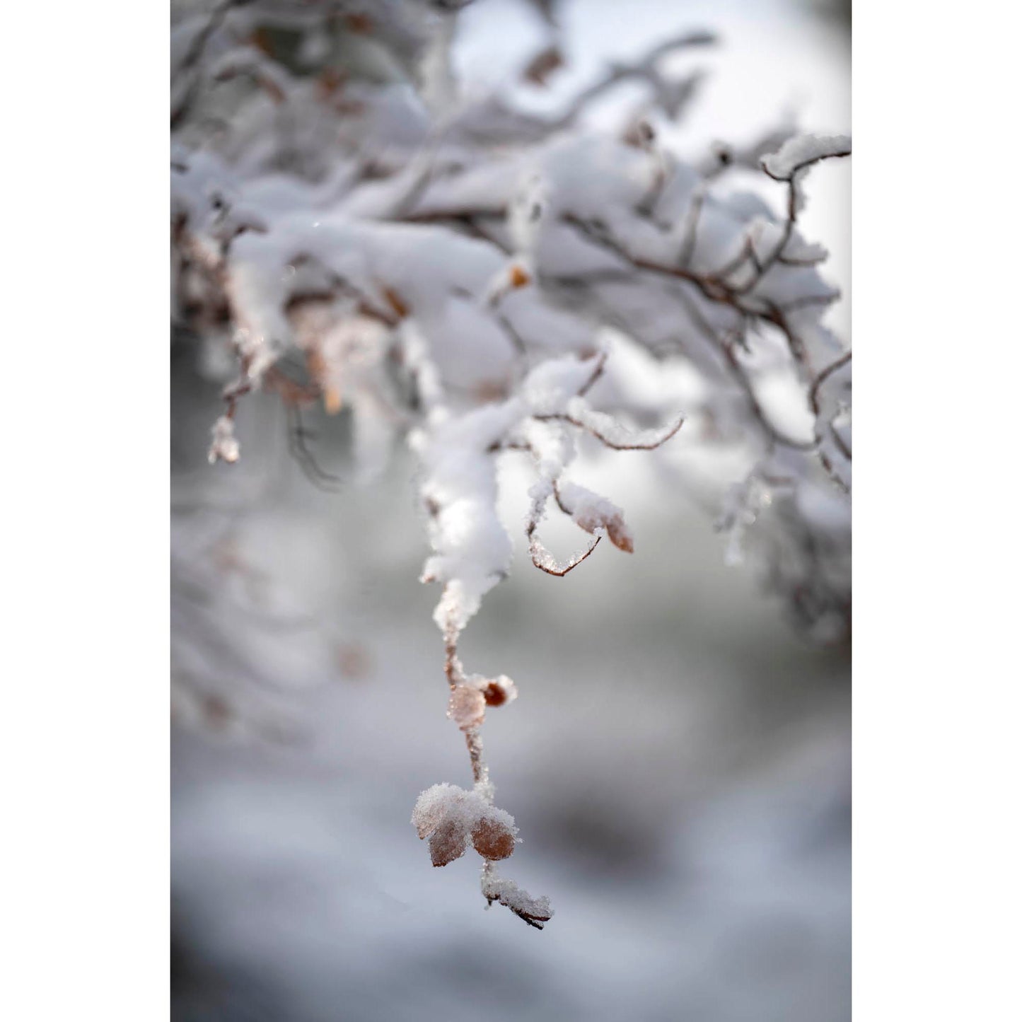 November 2, 2024 - Tahoe National Forest, California