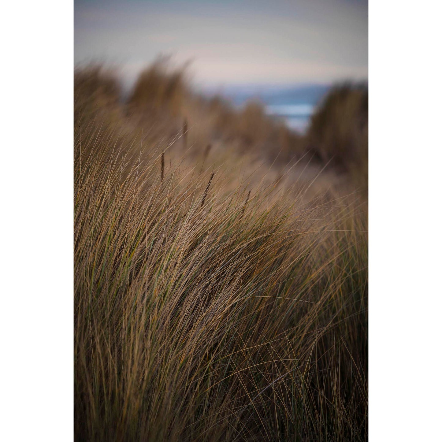November 7, 2020 - Dillon Beach, California