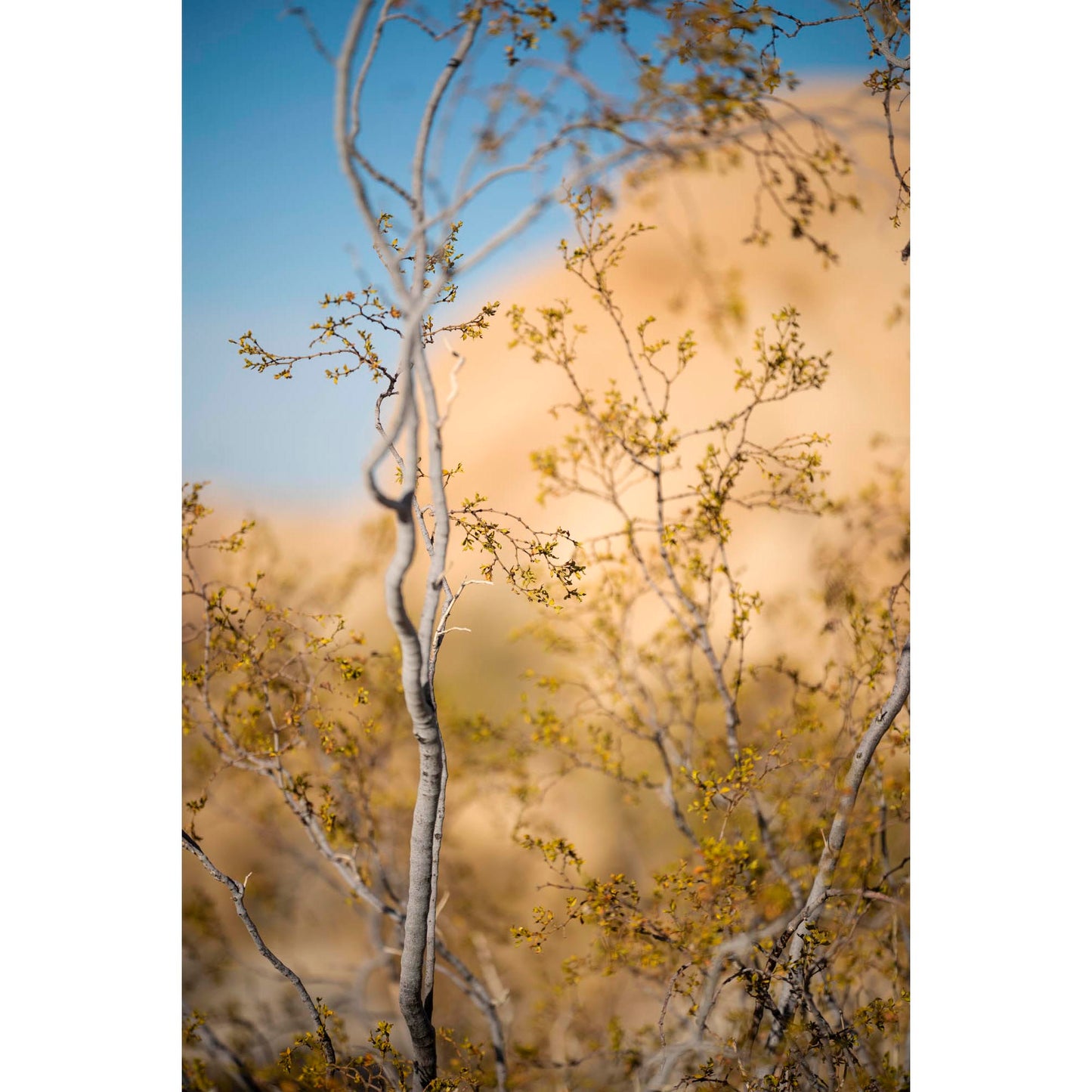 November 11, 2024 - Joshua Tree National Park, California