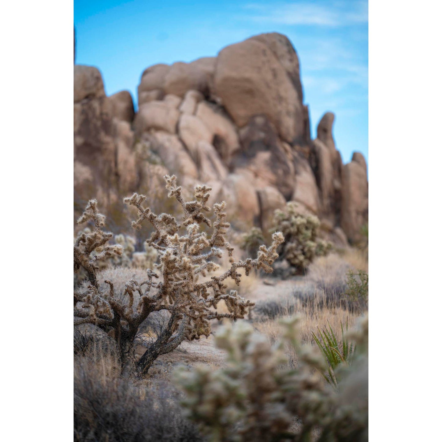 November 11, 2024 - Joshua Tree National Park, California