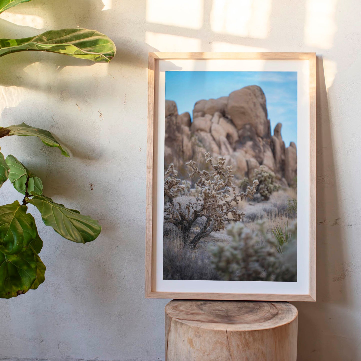 November 11, 2024 - Joshua Tree National Park, California