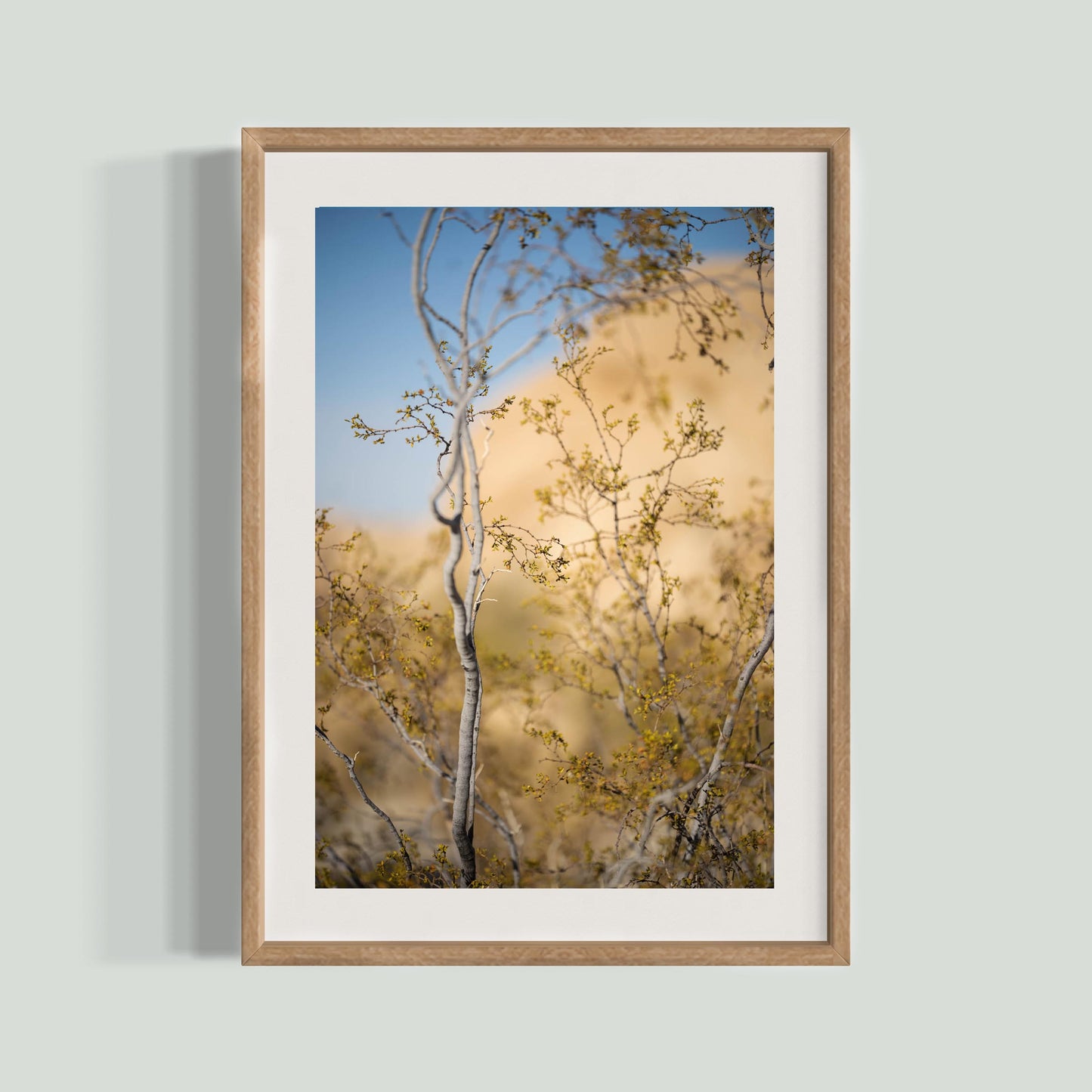 November 11, 2024 - Joshua Tree National Park, California