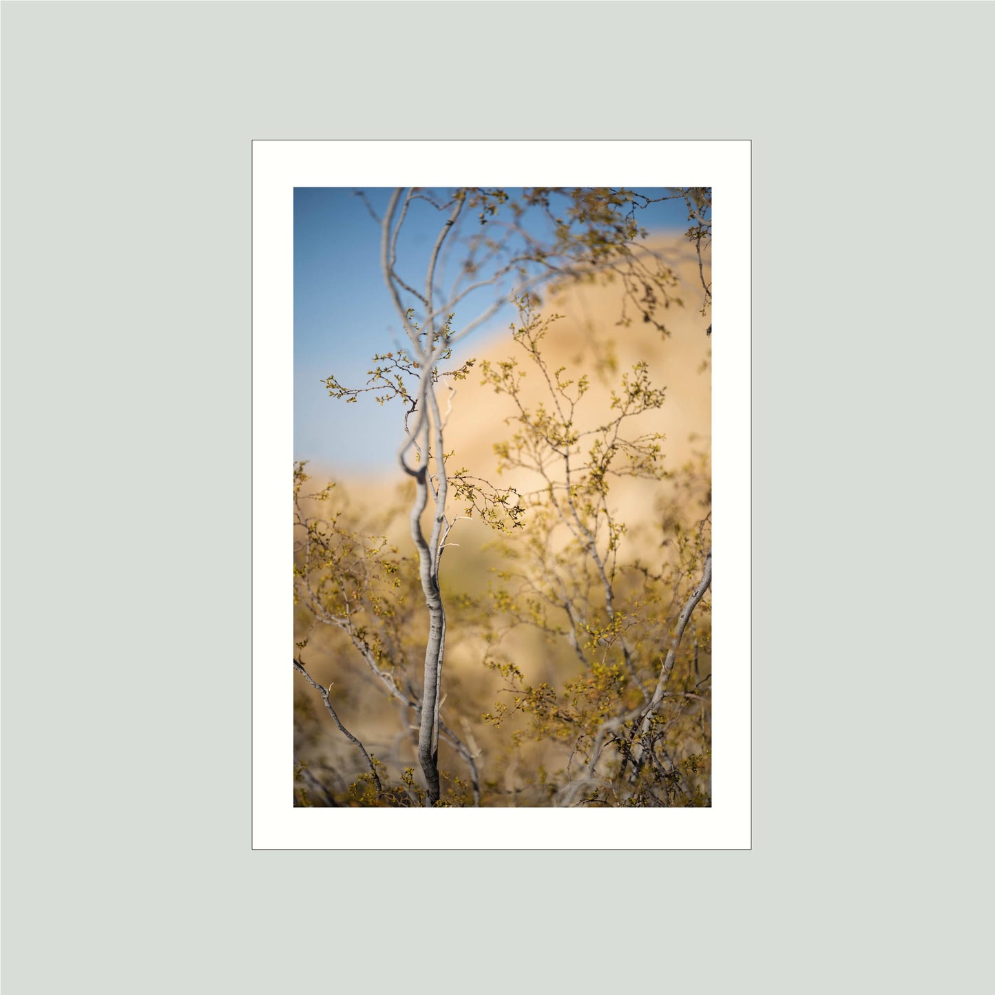 November 11, 2024 - Joshua Tree National Park, California