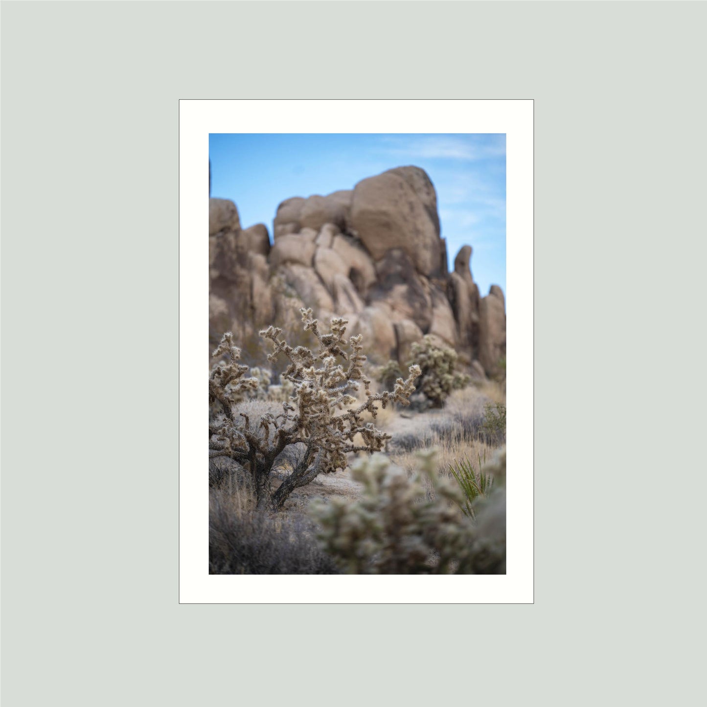 November 11, 2024 - Joshua Tree National Park, California