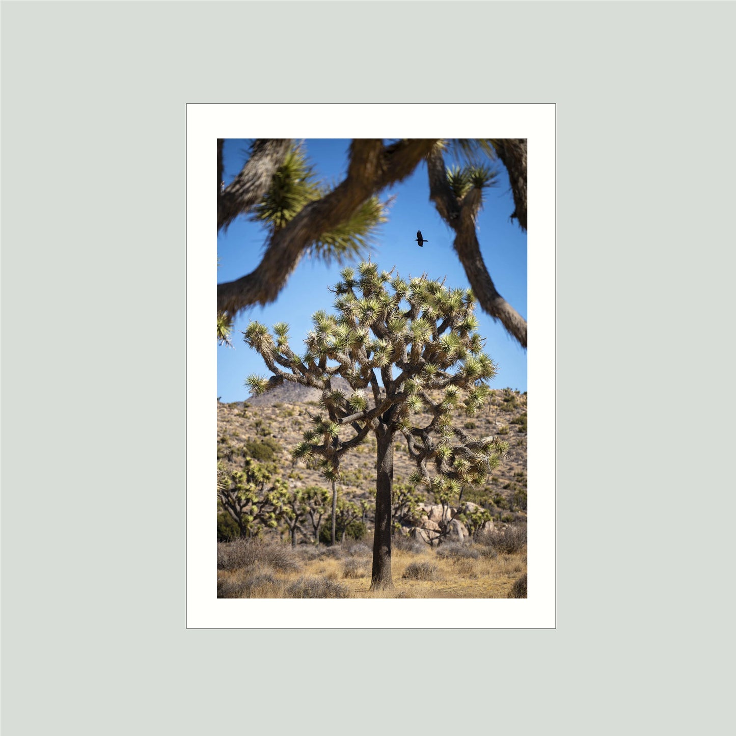 November 12, 2024 - Joshua Tree National Park, California