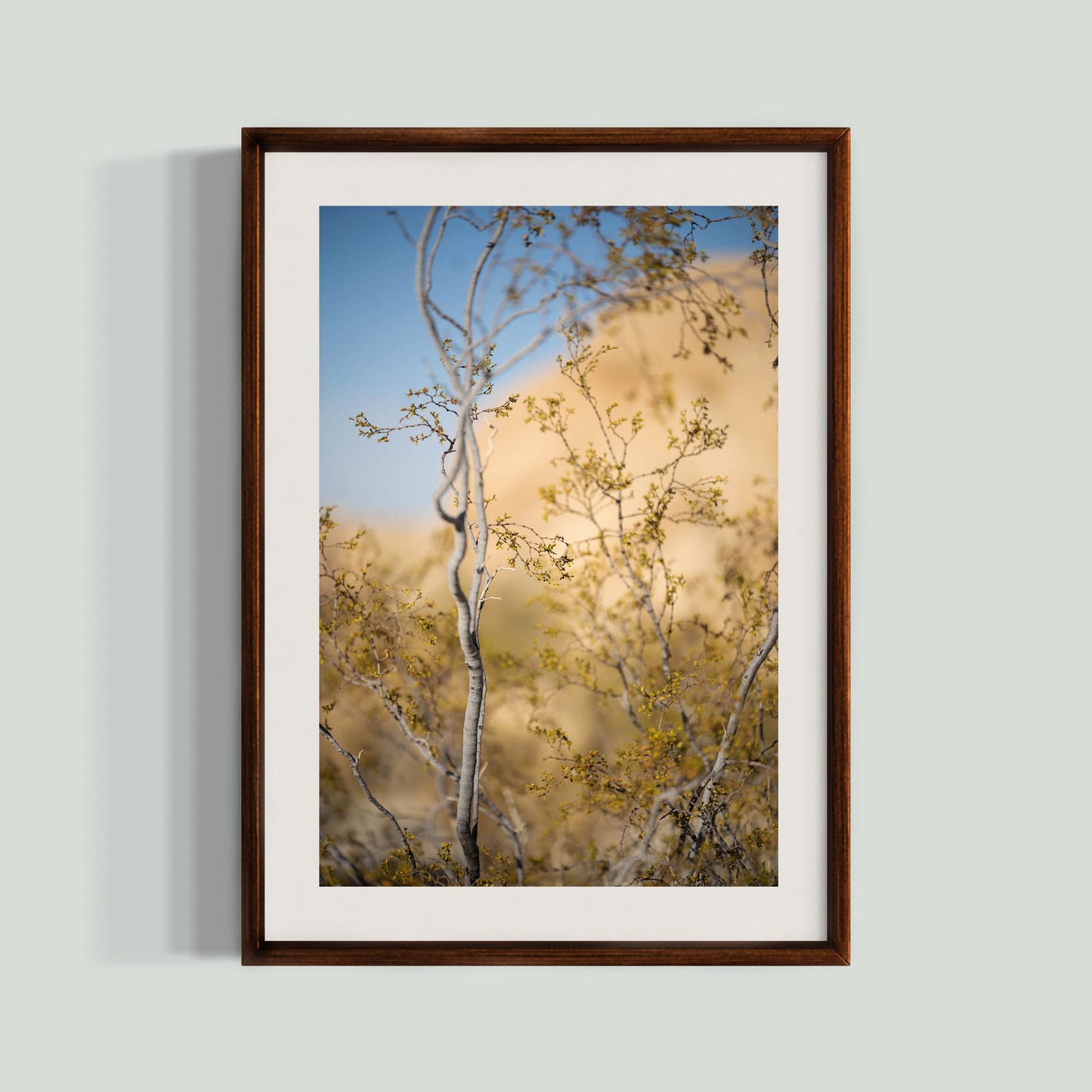 November 11, 2024 - Joshua Tree National Park, California