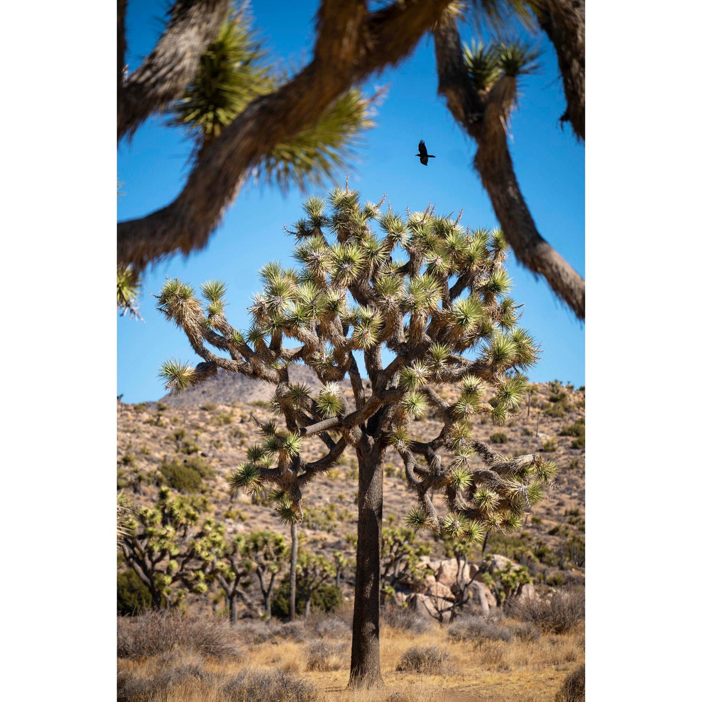 November 12, 2024 - Joshua Tree National Park, California