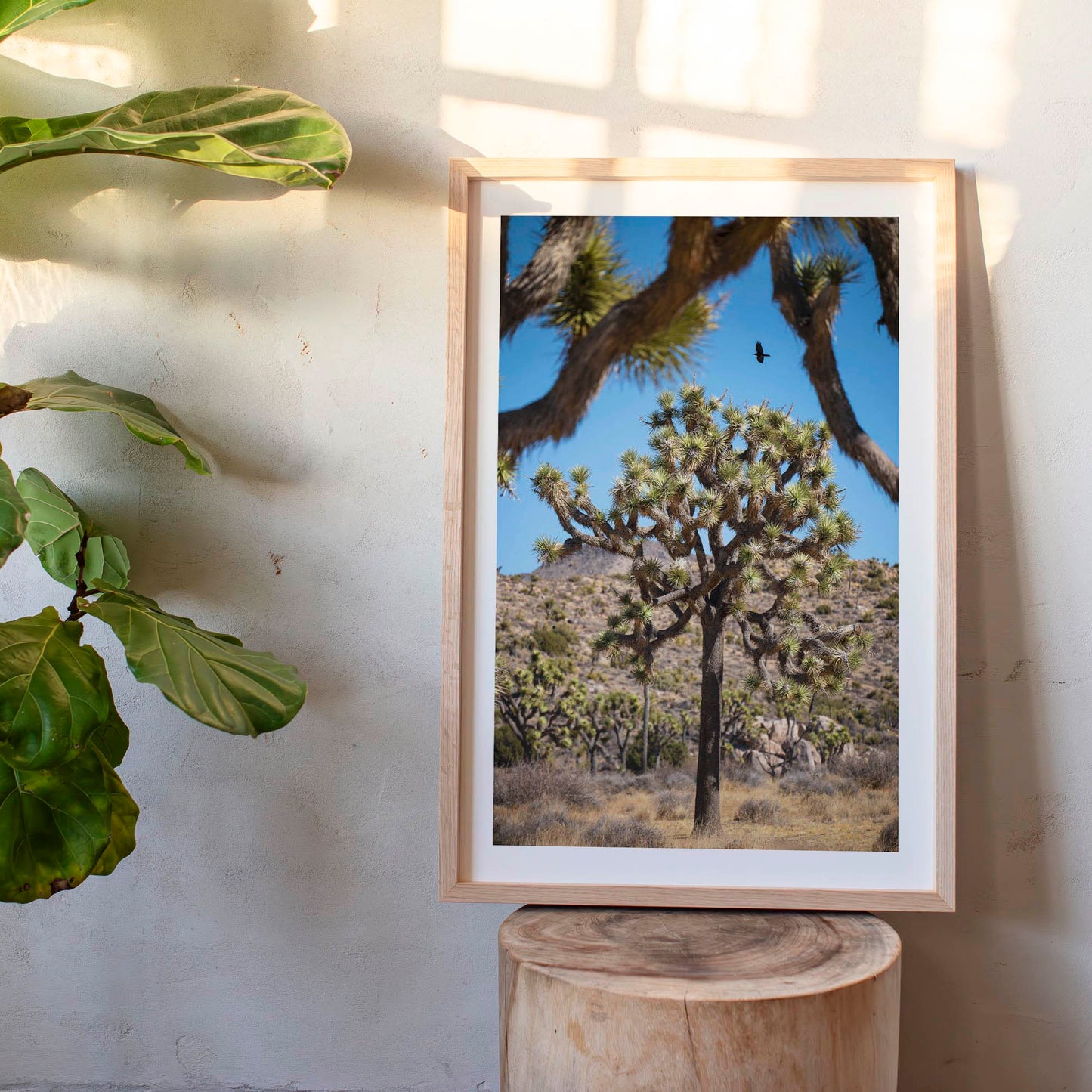 November 12, 2024 - Joshua Tree National Park, California