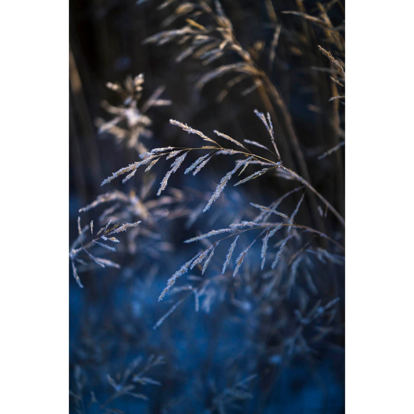 November 17, 2016 - Truckee, California