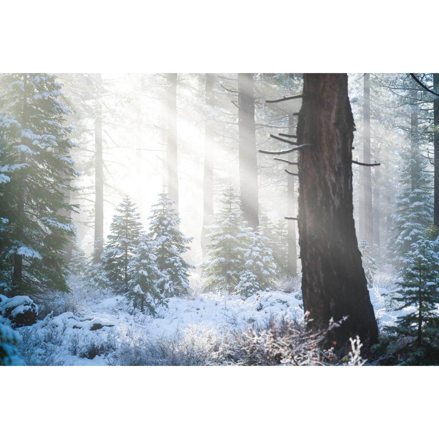 November 21, 2016 - Tahoe National Forest, California