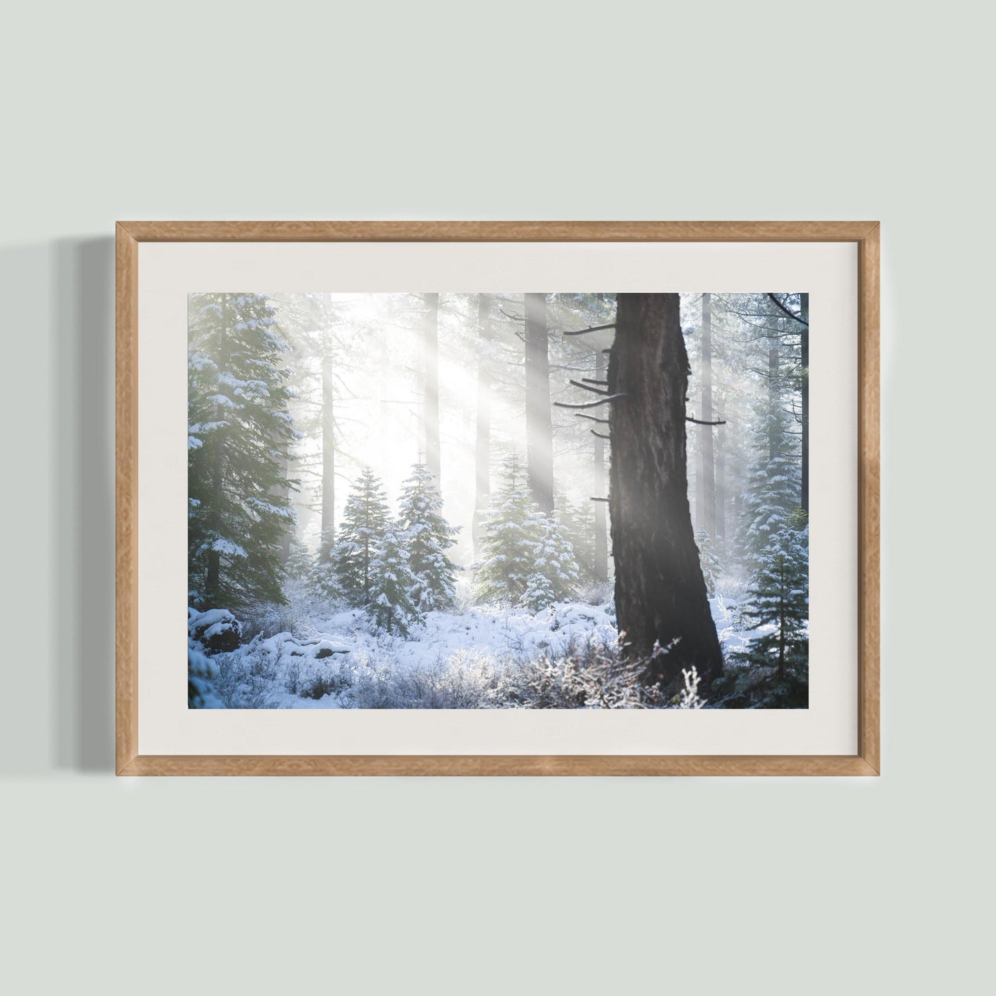 November 21, 2016 - Tahoe National Forest, California