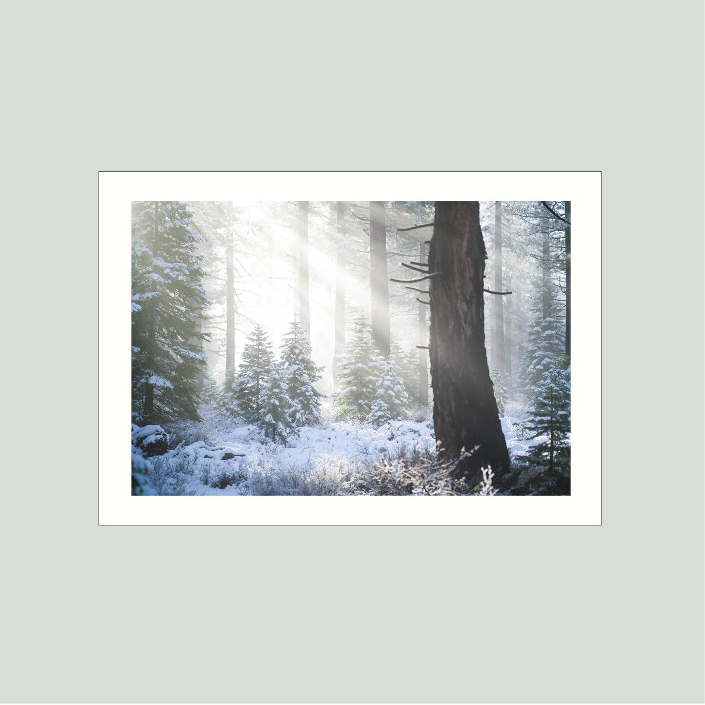 November 21, 2016 - Tahoe National Forest, California