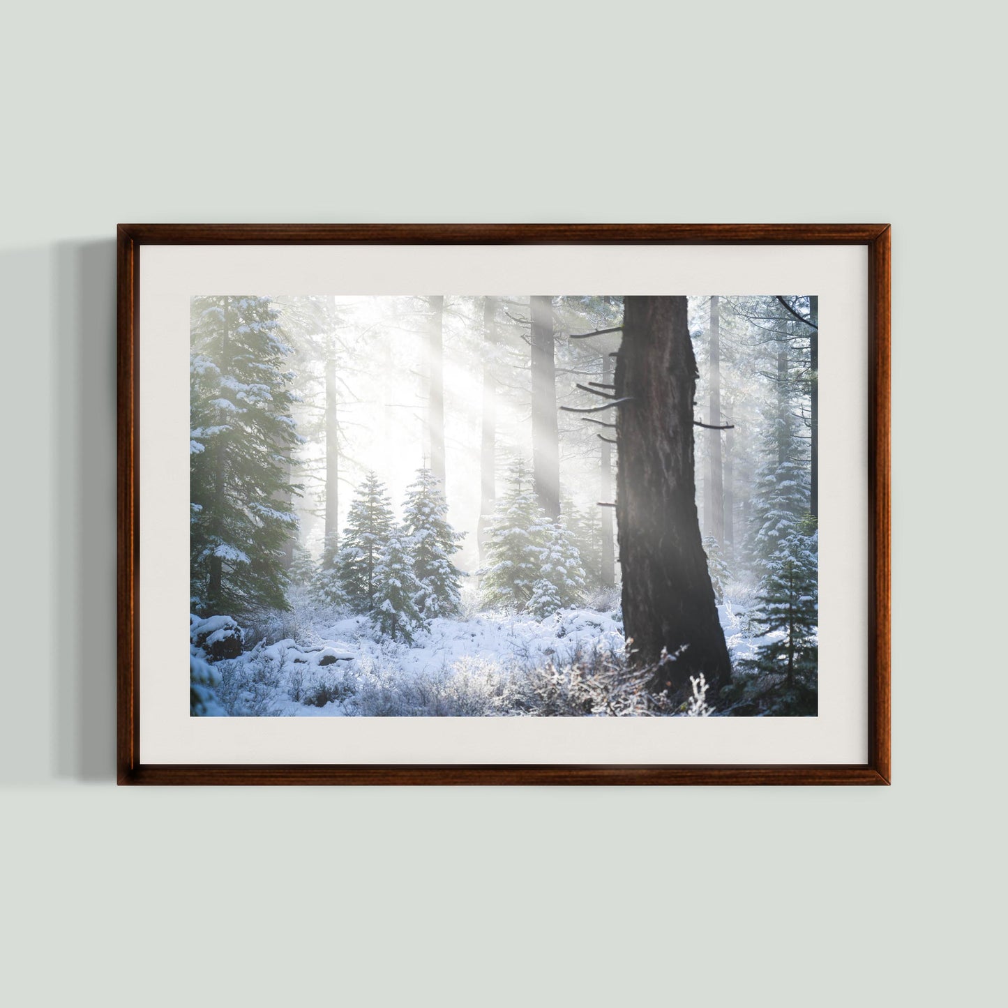 November 21, 2016 - Tahoe National Forest, California