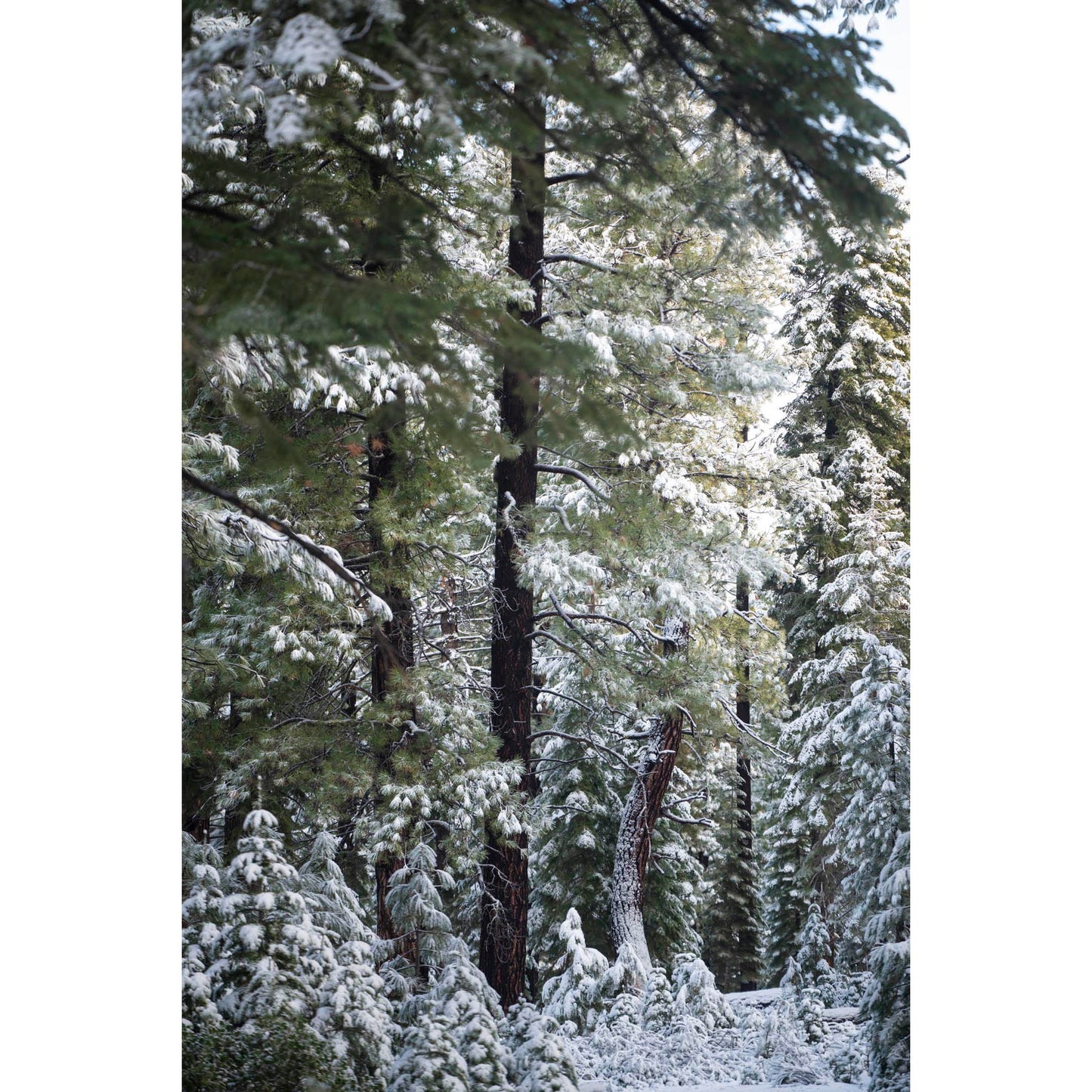 November 23, 2024 - Tahoe National Forest, California