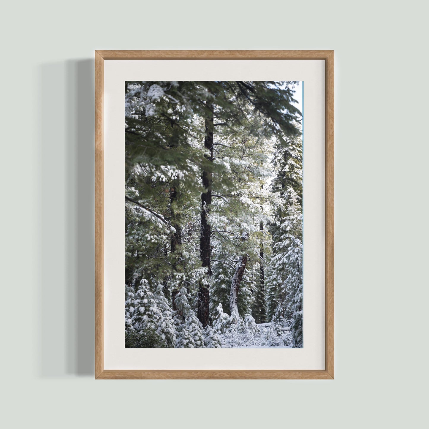 November 23, 2024 - Tahoe National Forest, California