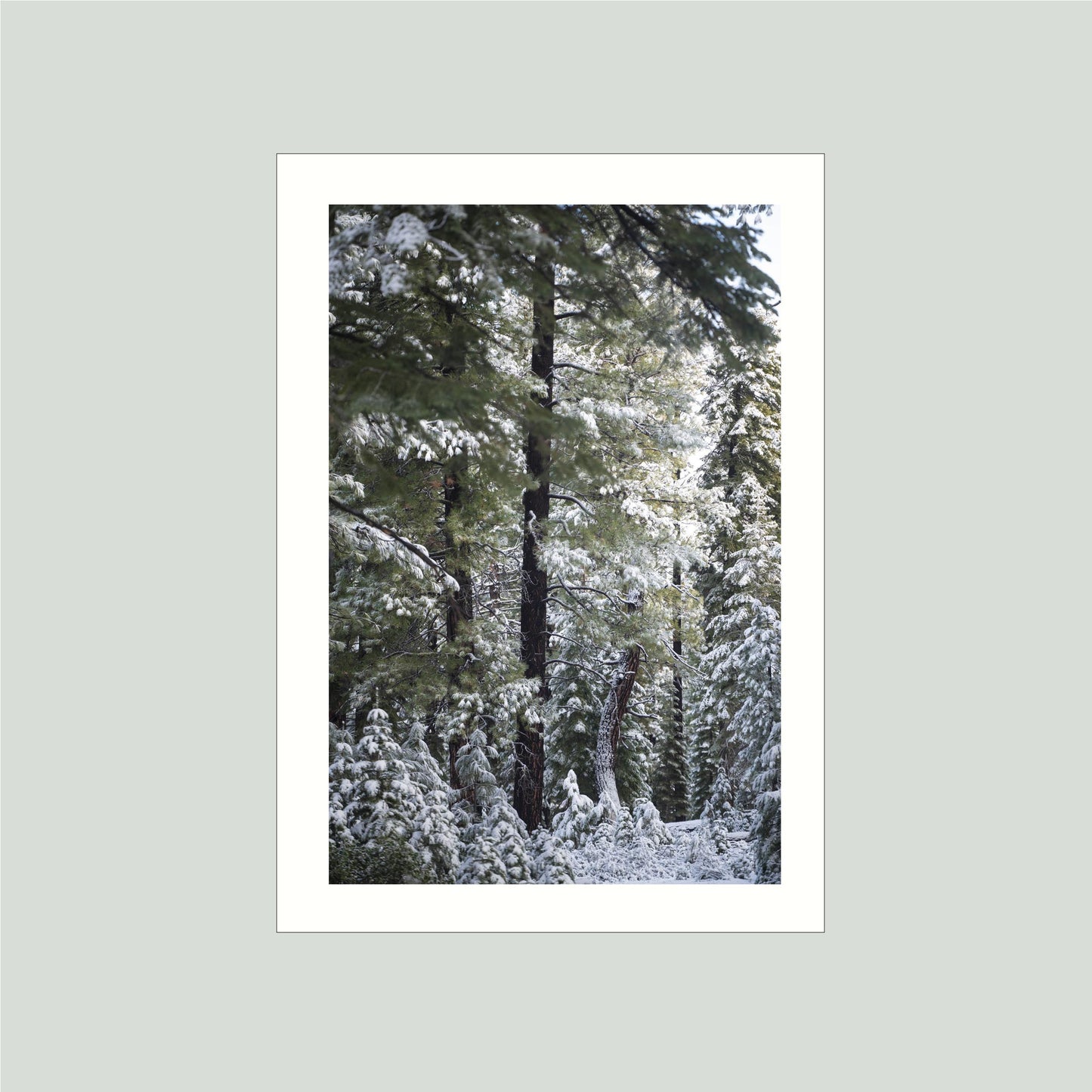 November 23, 2024 - Tahoe National Forest, California