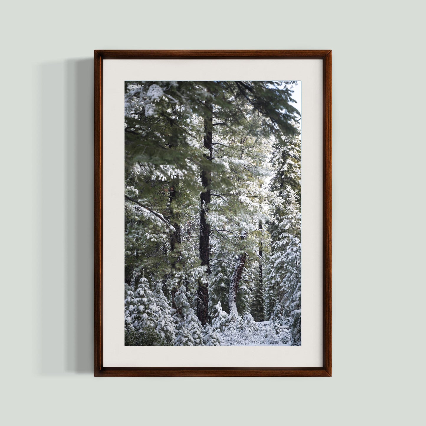 November 23, 2024 - Tahoe National Forest, California