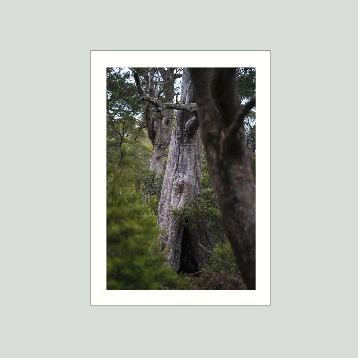 October 17, 2019 - Lake St Clair National Park, Australia