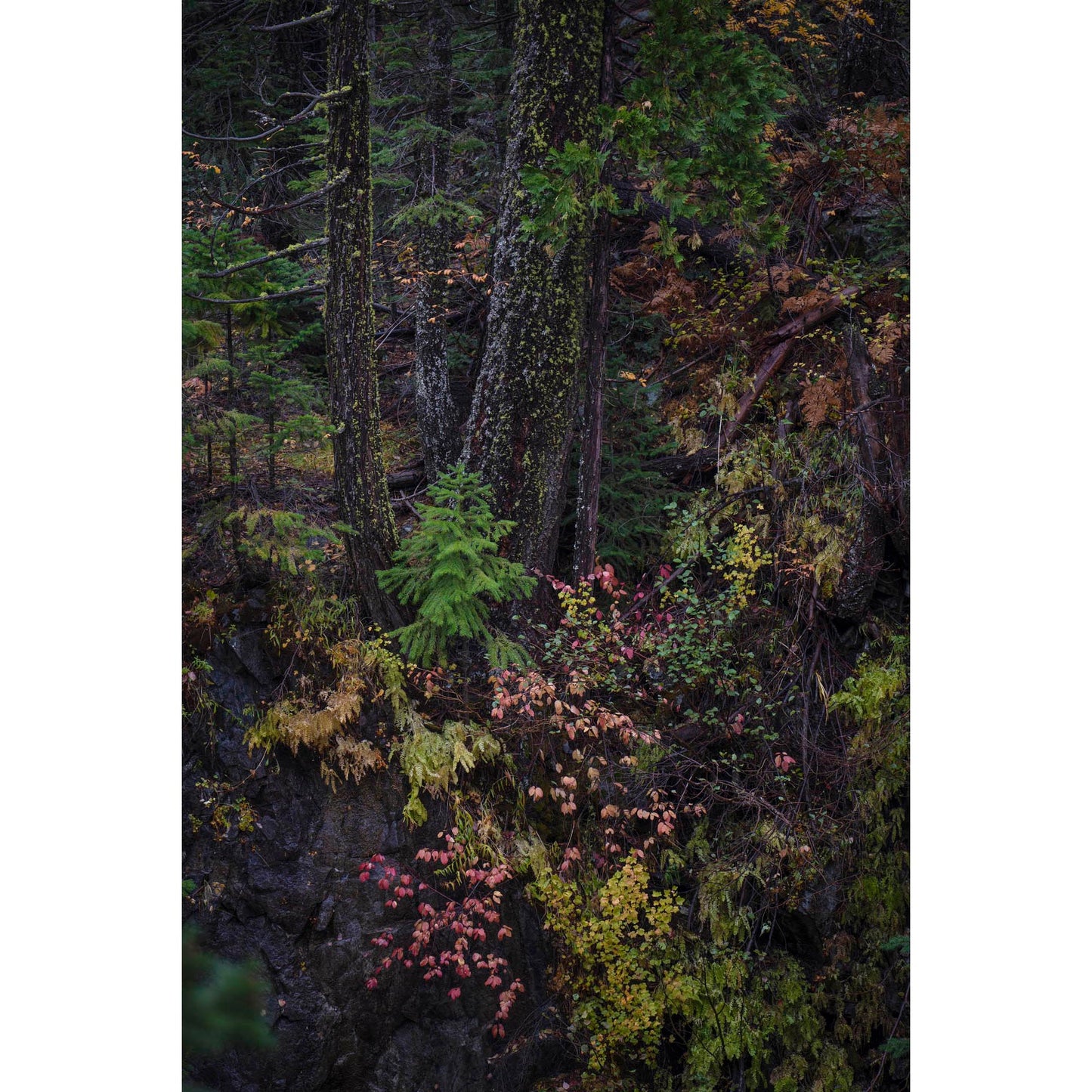 October 23, 2023 - Plumas-Eureka State Park, California