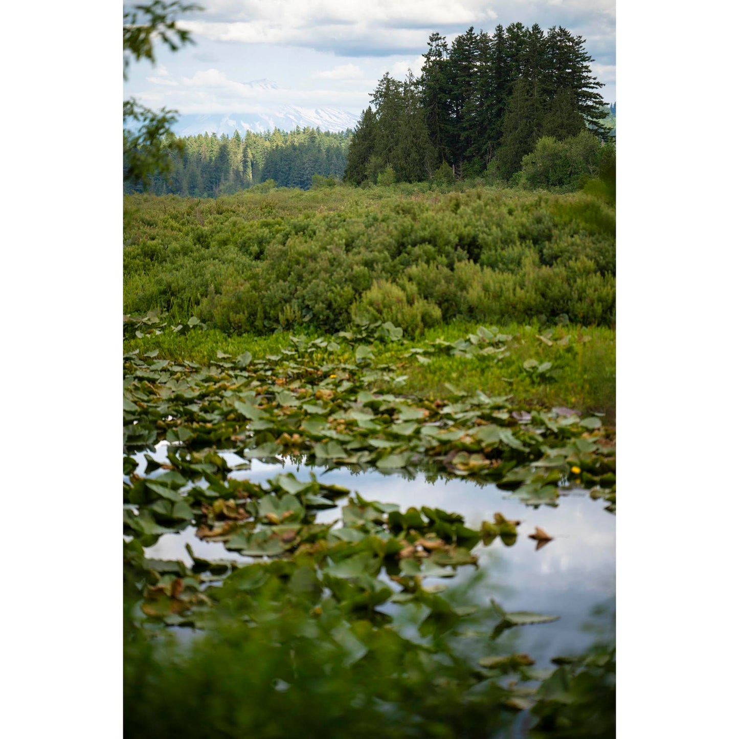 Pond with lily pads surrounded by greenery and trees