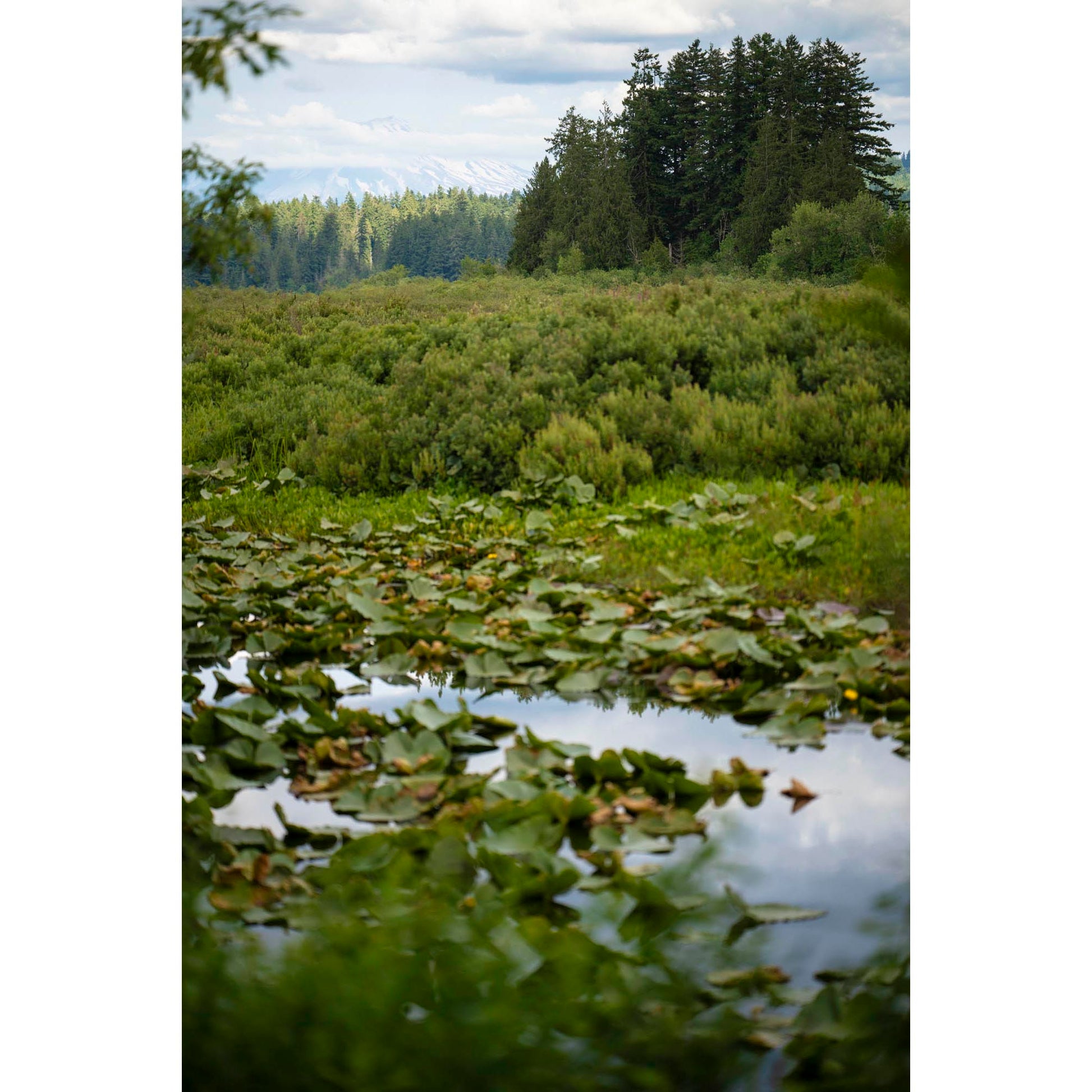 Pond with lily pads surrounded by greenery and trees