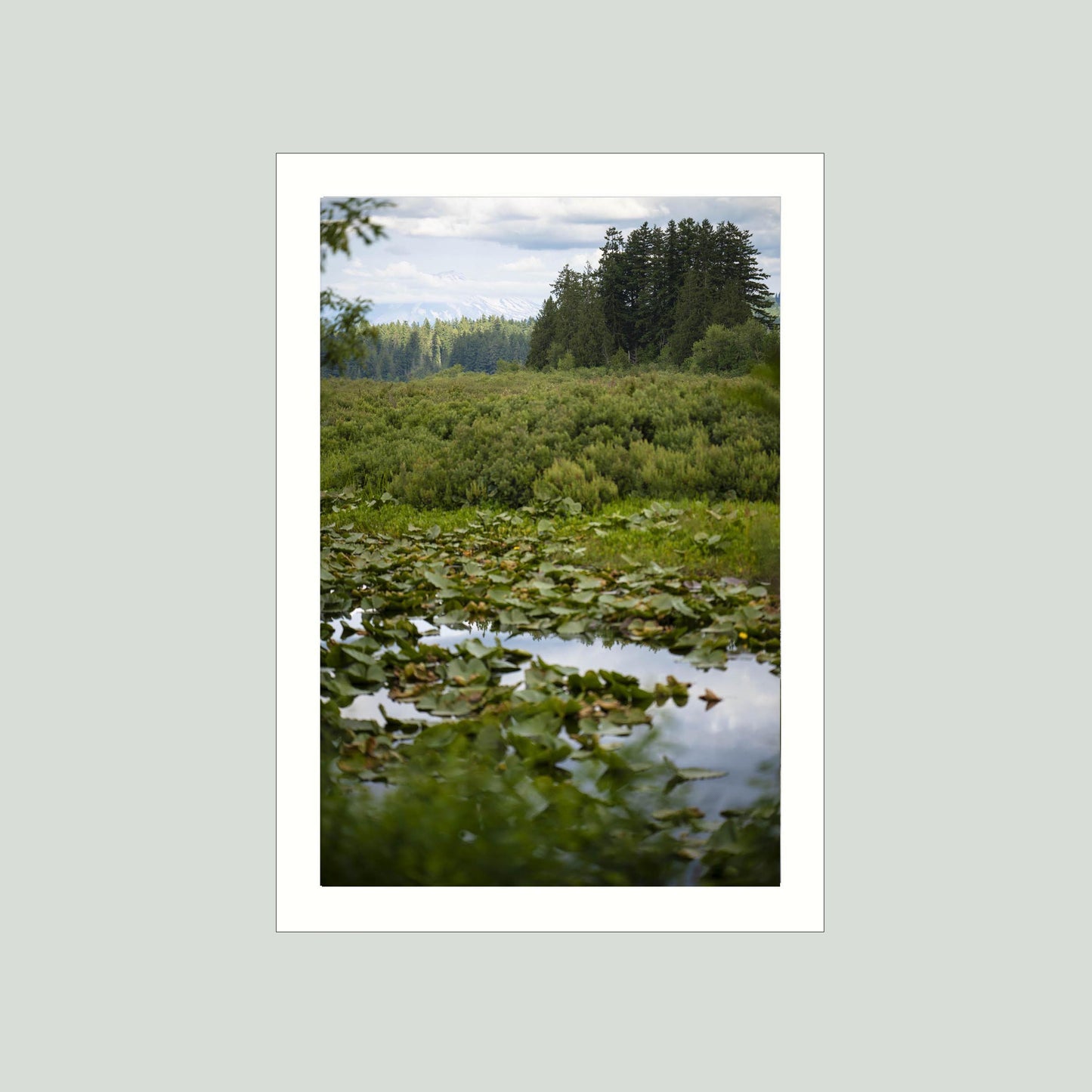 June 19 2025 - Seaquest State Park, Washington
