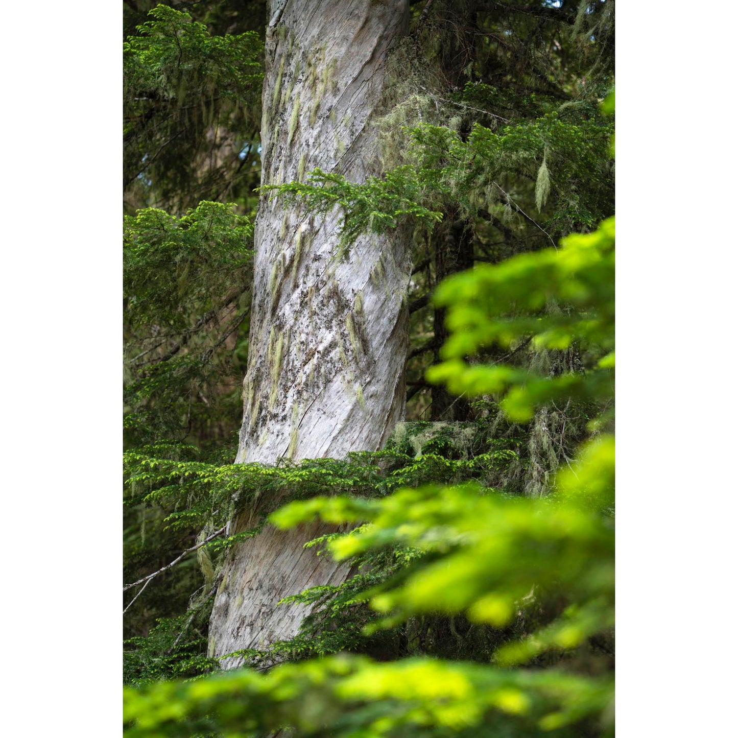 June 23 2025 - Mt Rainier National Park, Washington