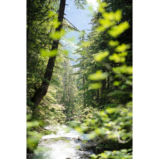 June 23 2025 - Mt Rainier National Park, Washington