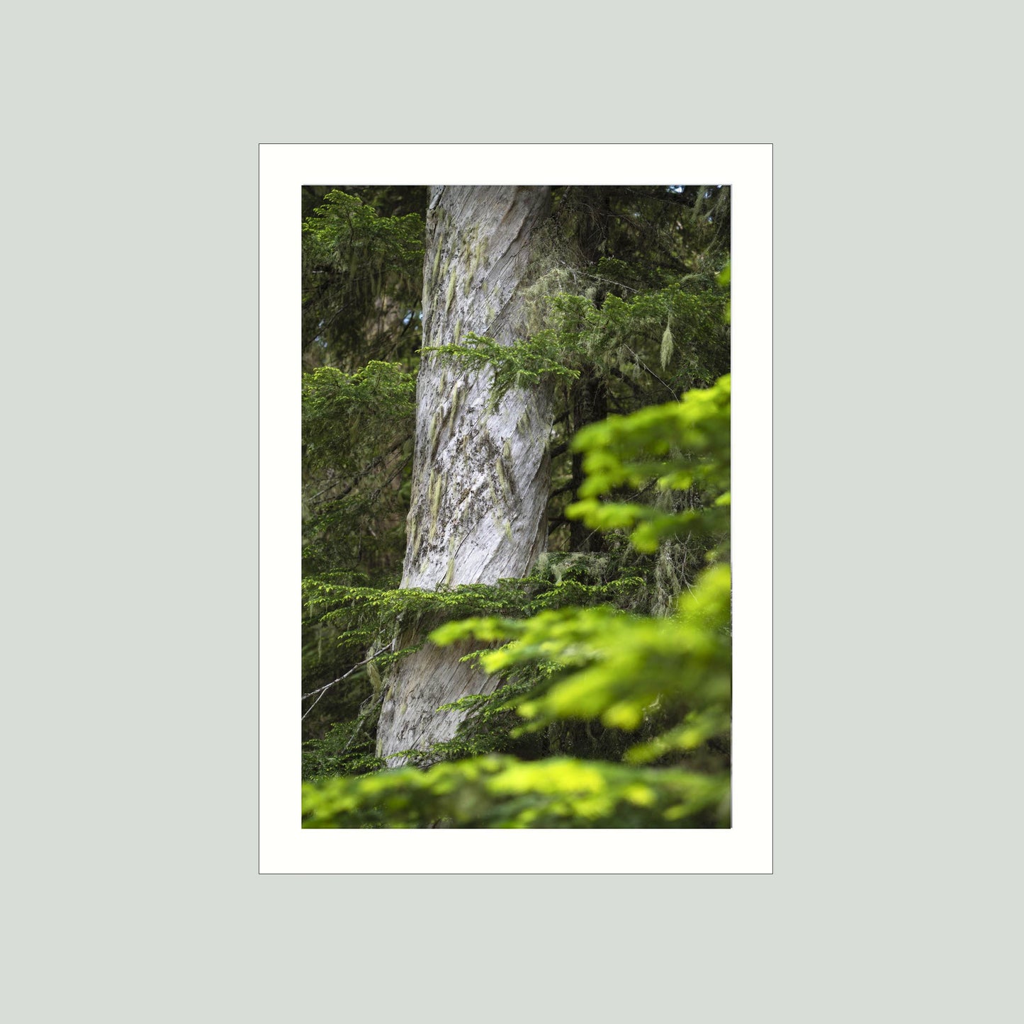 June 23 2025 - Mt Rainier National Park, Washington