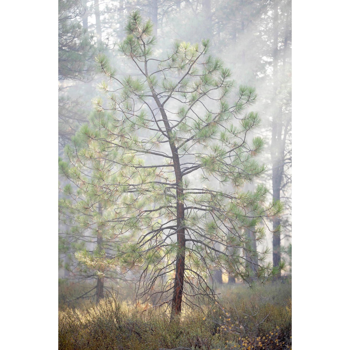 October 9 2025 - Truckee, California