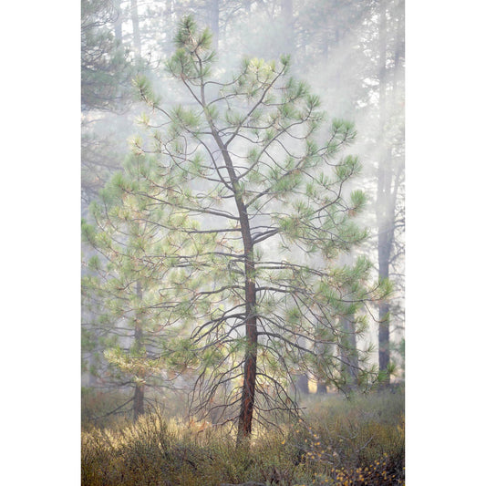October 9 2025 - Truckee, California