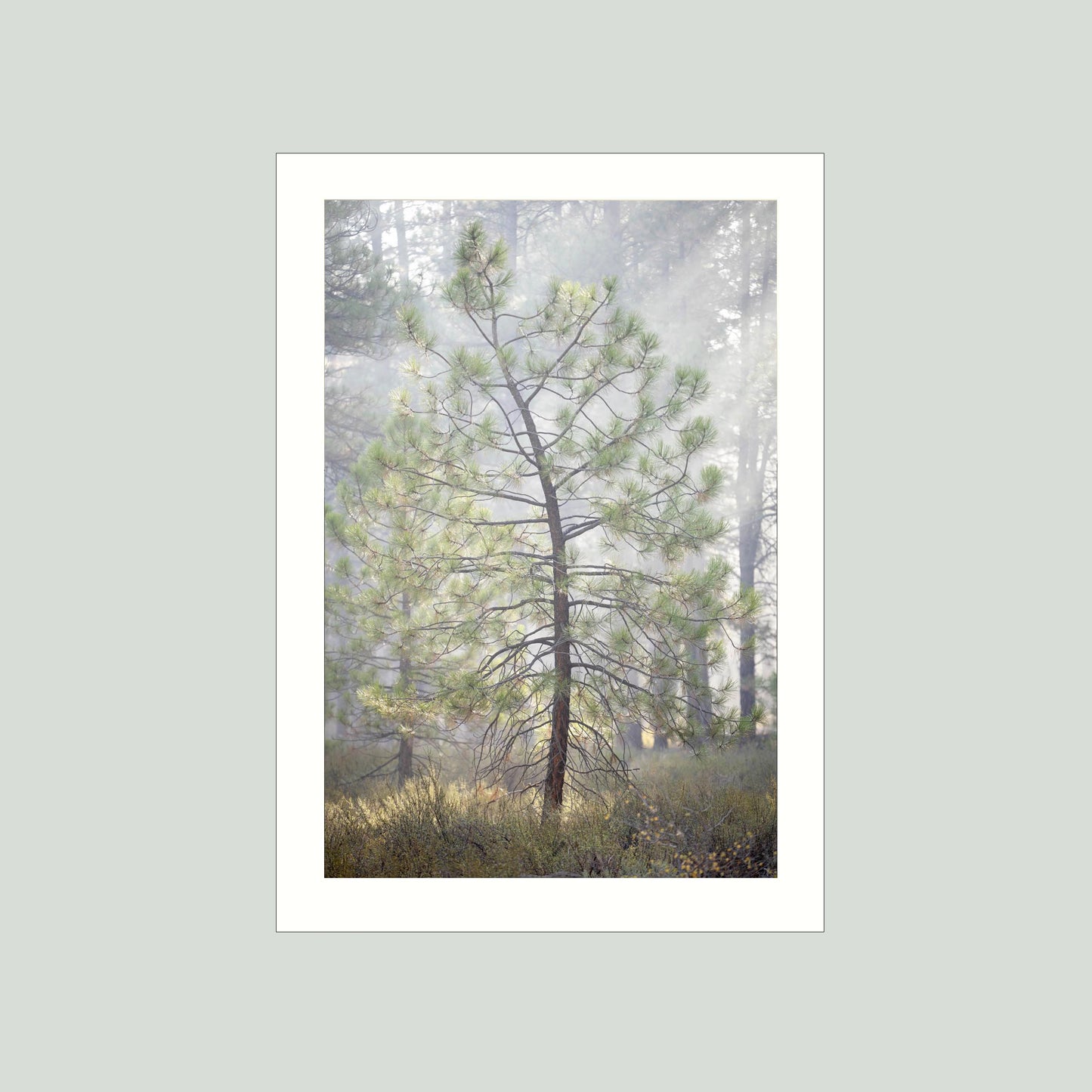 October 9 2025 - Truckee, California